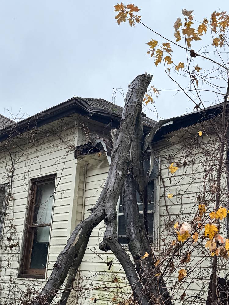 Barthe, Chatham — Nov 2024